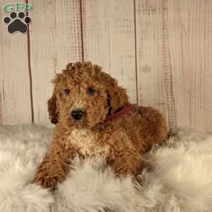 Milo, Goldendoodle Puppy